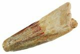 Fossil Spinosaurus Tooth - Feeding Worn Tip #347179-1